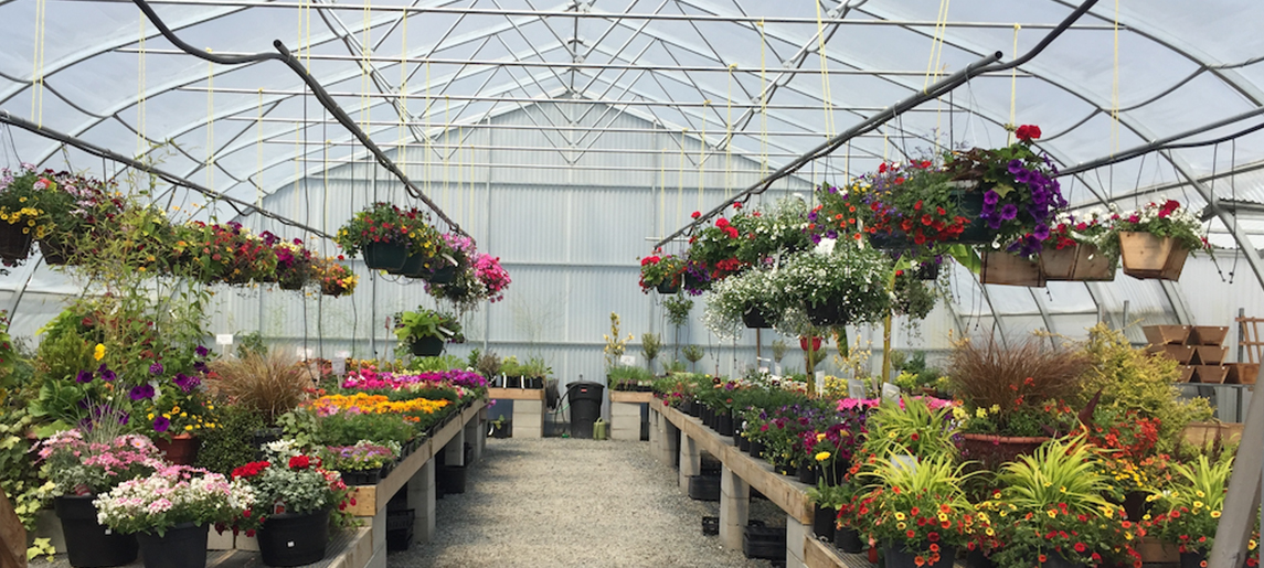 greenhouse full of flowers