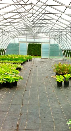 plants inside a greenhouse