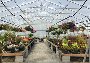 greenhouse full of flowers